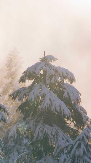 百度蜘蛛池终极版截图2