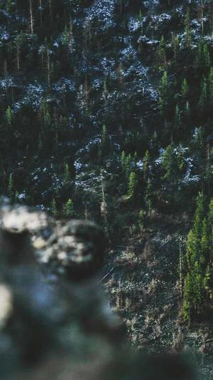 蜘蛛池种类截图5