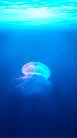 seo 连接测试工具截图5