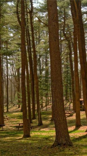 租车网站建设截图2