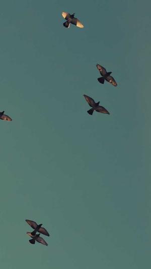 泛目录怎么做推广工具截图1