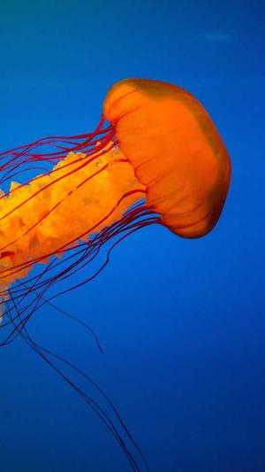 宁波seo工具截图2