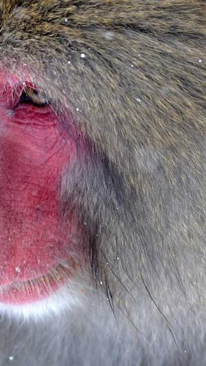 二级目录和泛目录截图3