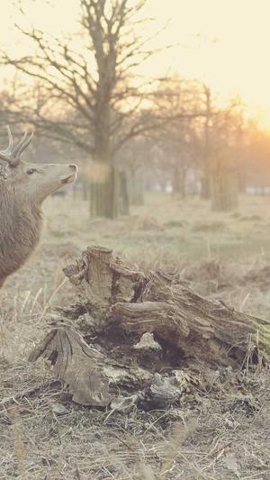 seo优化诊断工具截图1