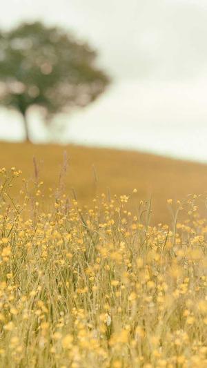 免费seo工具软件截图2