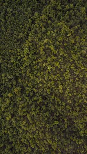 seo推广一个月见效截图3